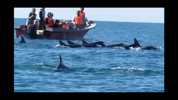 Sea dolphins around Hengam Island