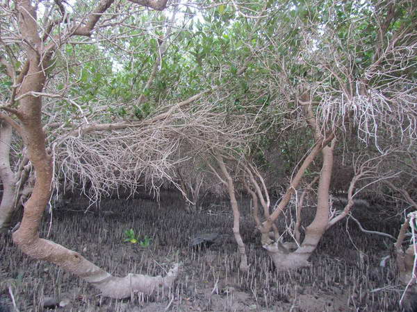Mangrove forest, Nayband Gulf