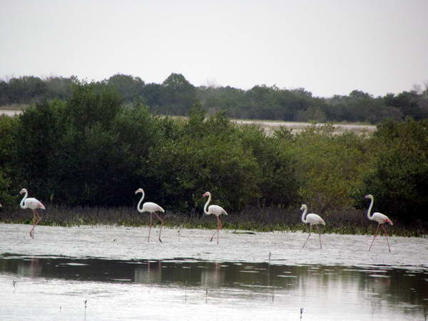 Mangrove forest & birds of Nayband Gulf