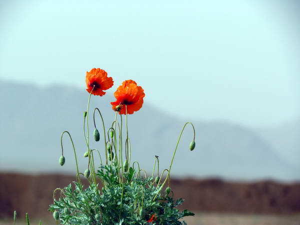 Anemone flowers plain, Jahad Abad (Chal Siah)