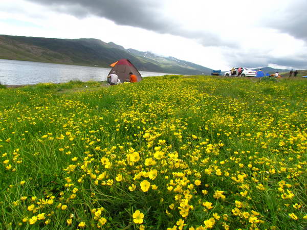 The yellow buttercup flowers in the shores of Neor Lake