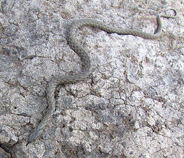The non-venomous snakes near the Neor lake