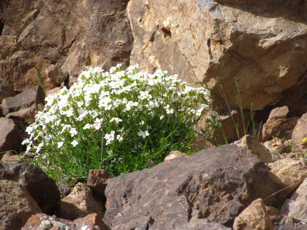 Mountain plants and flowers on the slopes of Khashchal