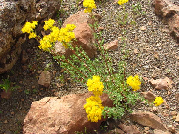 Mountain plants and flowers on the slopes of Khashchal