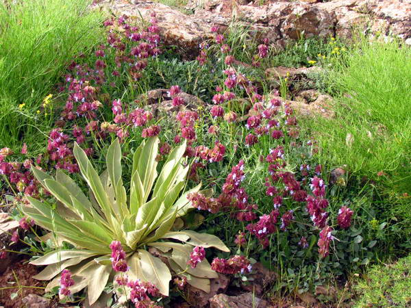Mountain plants on the slopes of Khashchal