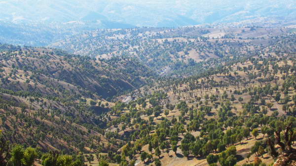 Oak forests in southern West Azerbaijan