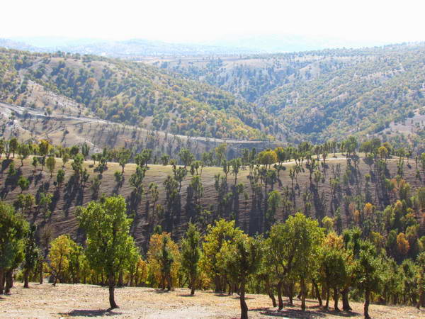 Oak forests, along the Baneh to Sardasht road, in southern West Azerbaijan