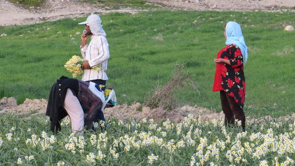 Harvesting the daffodil flowers