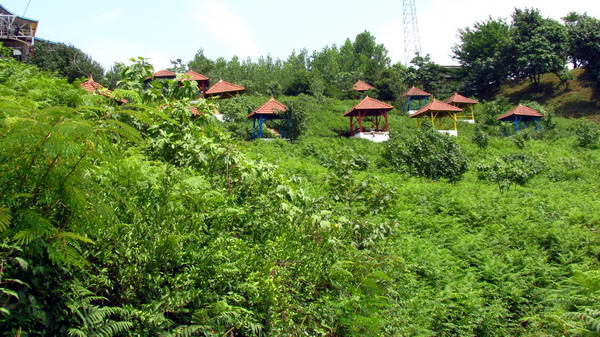 On the Green Roof of Lahijan