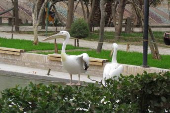 Pelicans of the Golshan Garden of Tabas