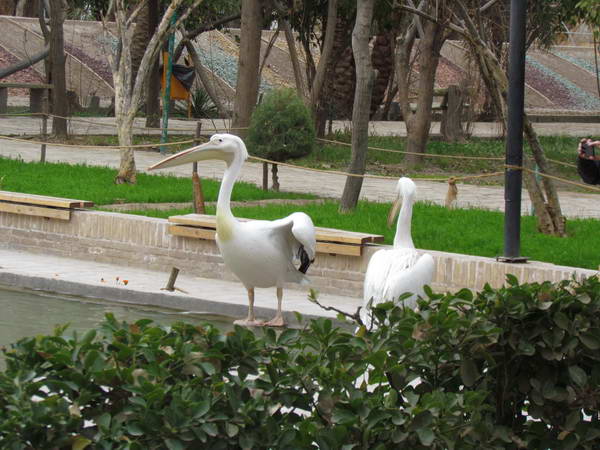Pelicans of the Golshan Garden of Tabas