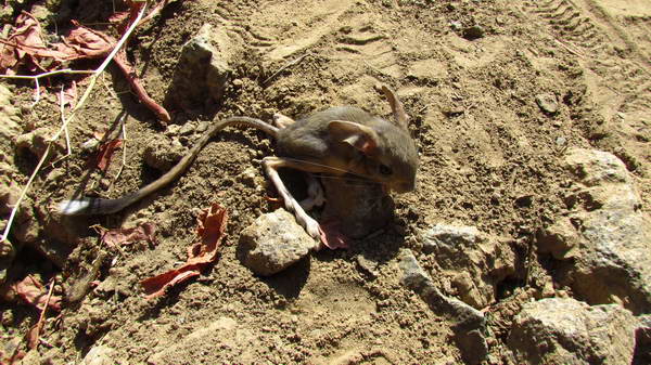 A Kangaroo Mice tht we saw in trekking from Parachan (Taleghan) to Sehezar valley