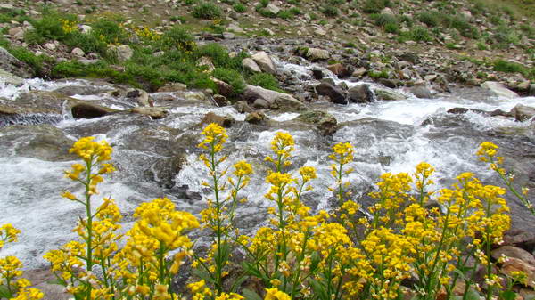 Flowers and plants in trekking from Parachan (Taleghan) to Sehezar valley