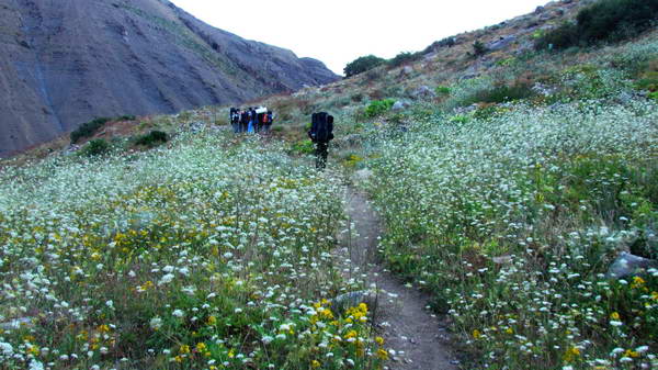 Flowers and plants in trekking from Parachan (Taleghan) to Sehezar valley
