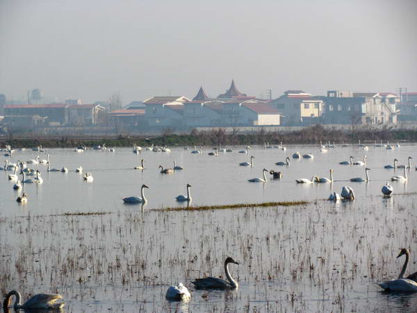 Immigrant swans in Sorkh Roud wetlands