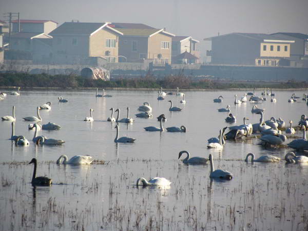 Immigrant swans in Sorkh Roud wetlands
