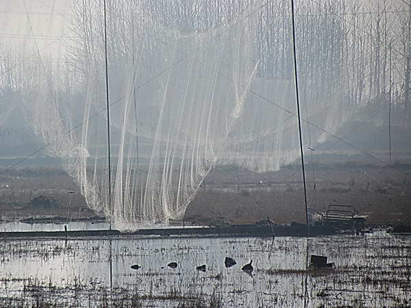 Fereydunkenar - Unauthorized nets that farmers spread on the farms