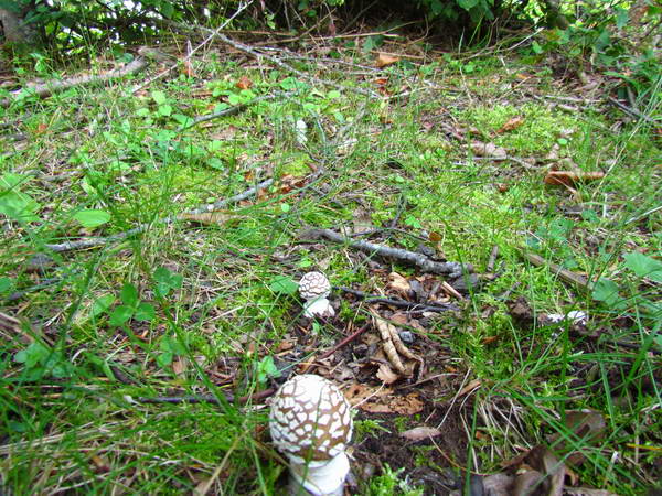 Wild mushrooms, Navigation from Sooha Lake to Laton Waterall