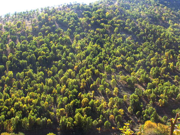 Oak forests in southern West Azerbaijan